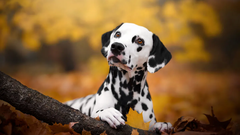 What’s Updog? Datadog’s new tool tells you which apps are down